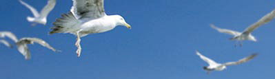 acewcwgulls.jpg